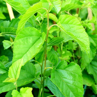 Weißer Maulbeerbaum (Morus alba)