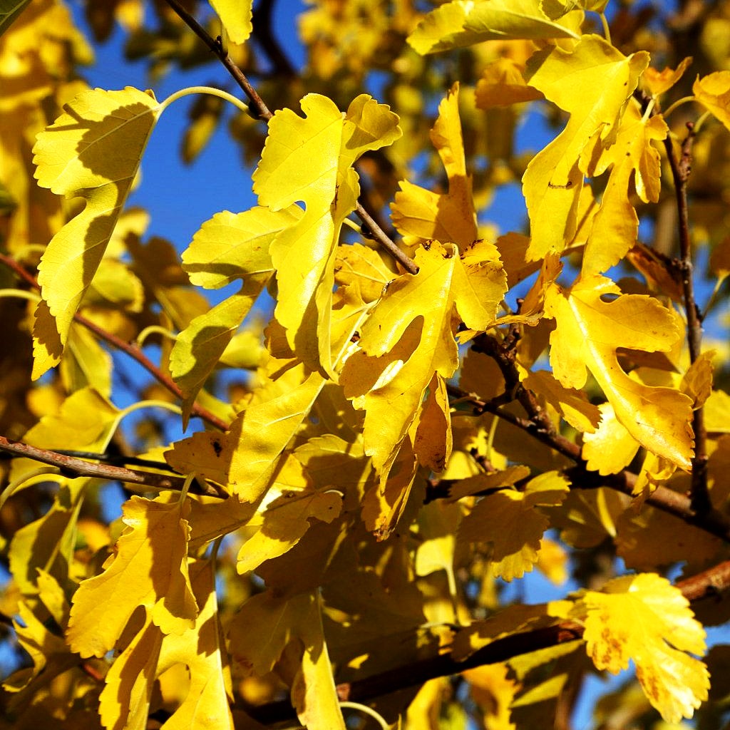 Weißer Maulbeerbaum (Morus alba)