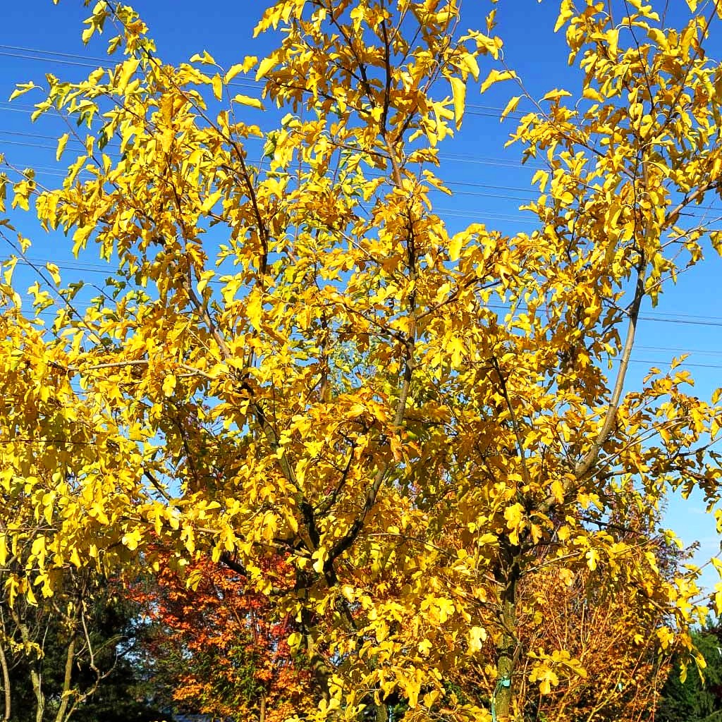 Weißer Maulbeerbaum (Morus alba)