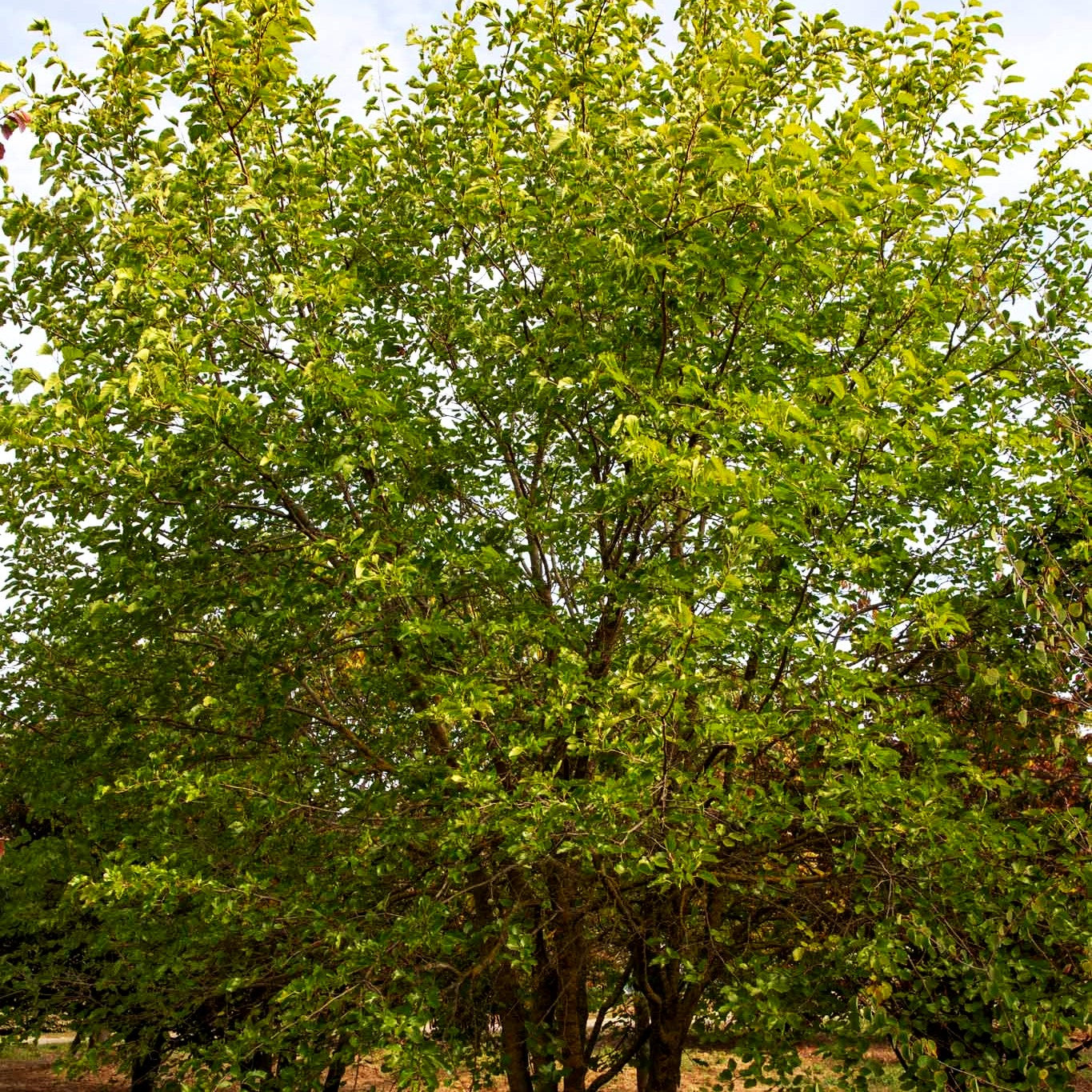 Weißer Maulbeerbaum (Morus alba)