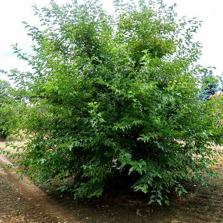 Weißer Maulbeerbaum (Morus alba)