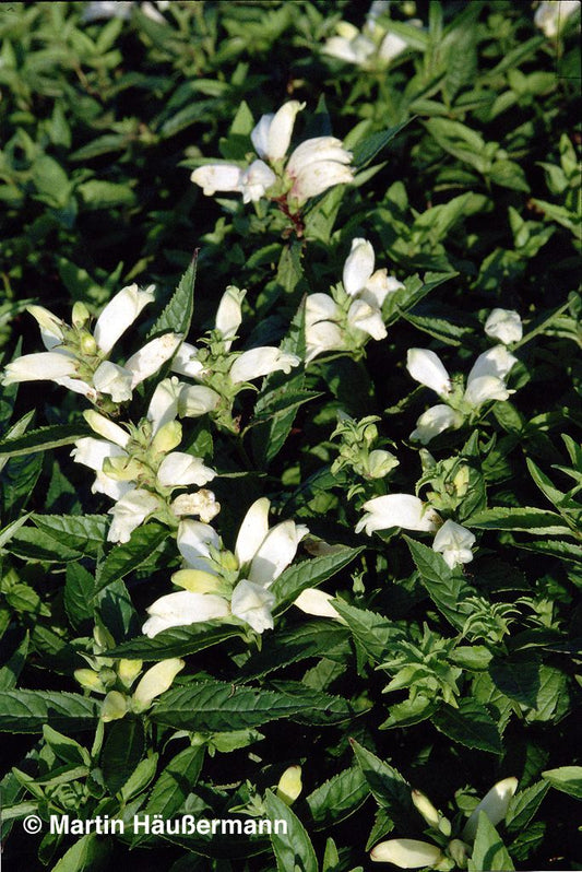 Weißer Schlangenkopf 'Alba' (Chelone obliqua)