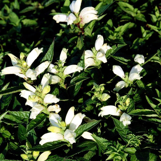 Weißer Schlangenkopf 'Alba' (Chelone obliqua)