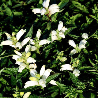 Weißer Schlangenkopf 'Alba' (Chelone obliqua)