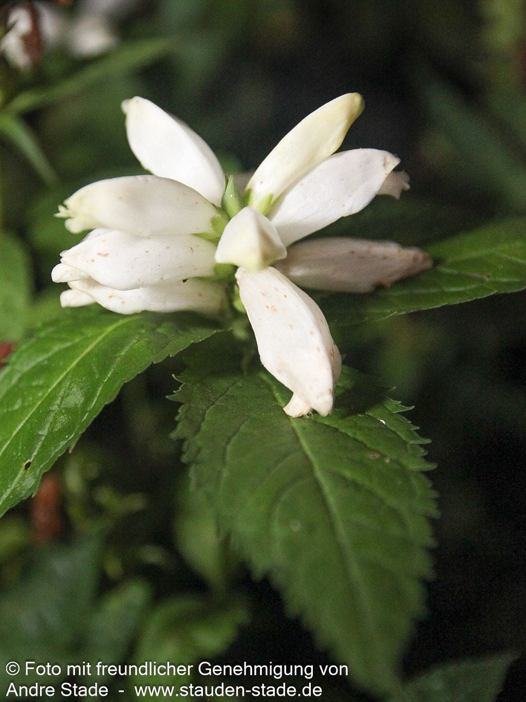 Weißer Schlangenkopf 'Alba' (Chelone obliqua)