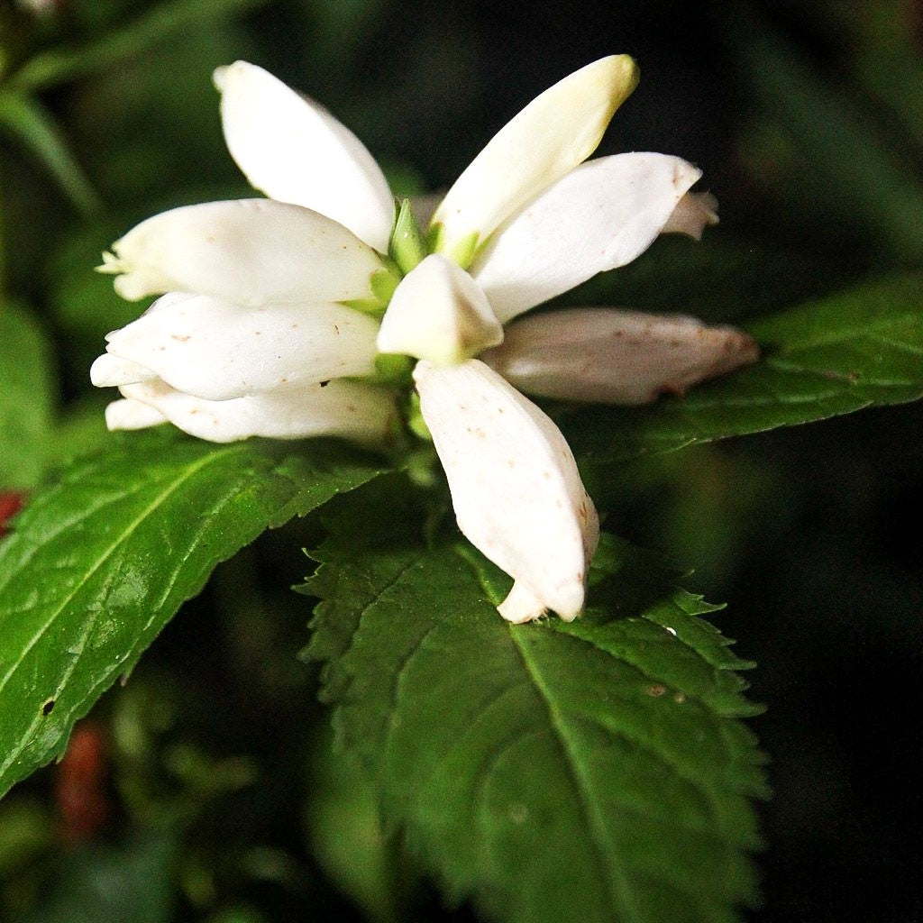 Weißer Schlangenkopf 'Alba' (Chelone obliqua)