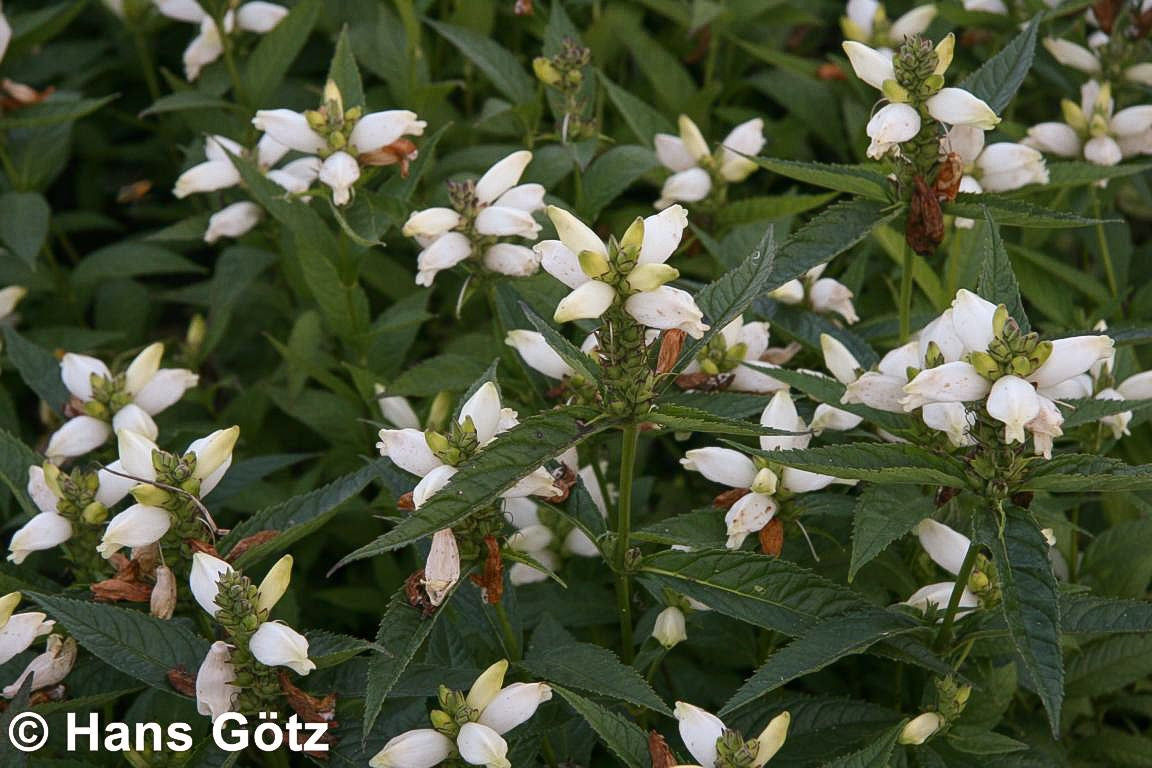 Weißer Schlangenkopf 'Alba' (Chelone obliqua)