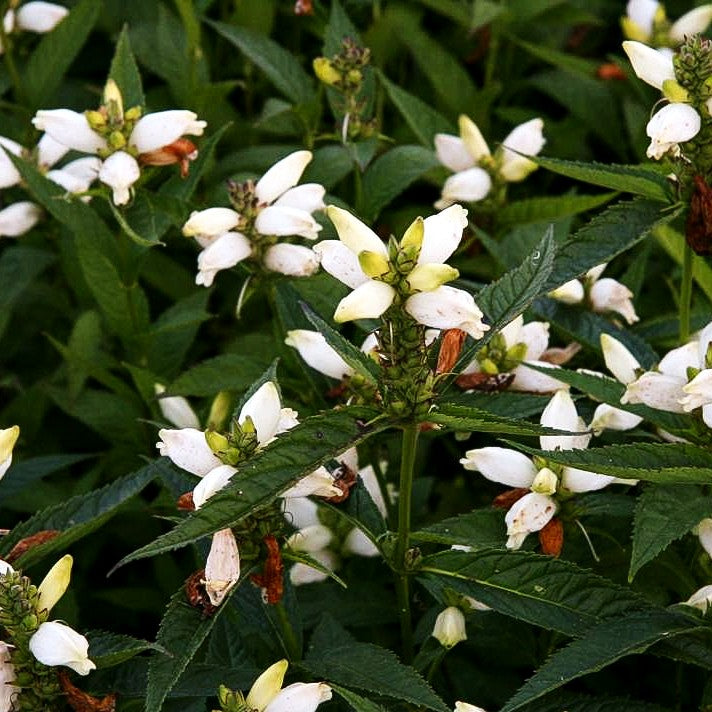 Weißer Schlangenkopf 'Alba' (Chelone obliqua)