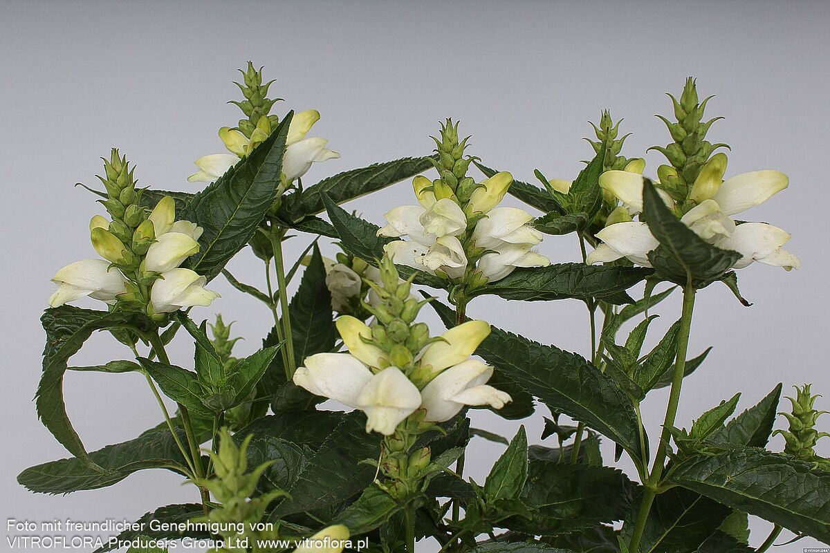 Weißer Schlangenkopf 'Alba' (Chelone obliqua)