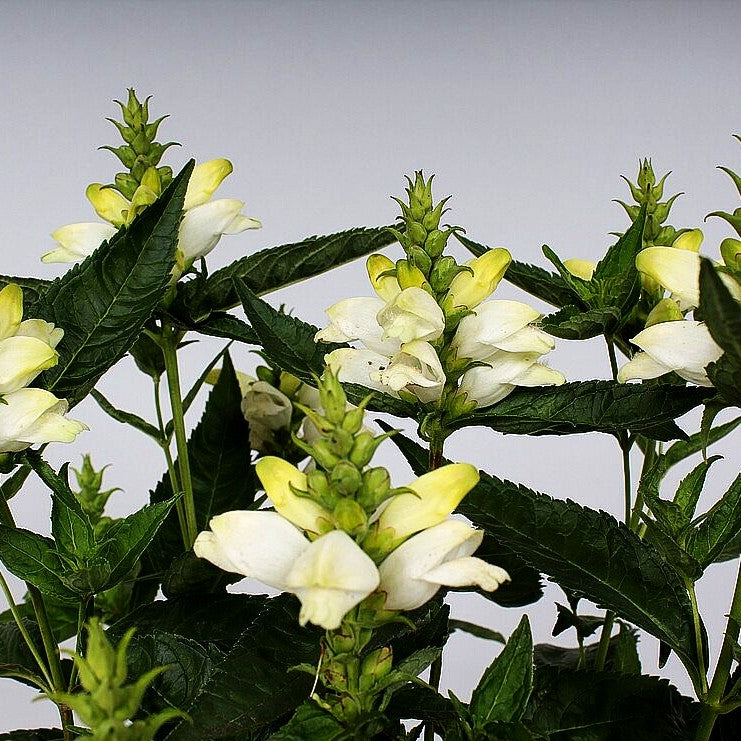 Weißer Schlangenkopf 'Alba' (Chelone obliqua)