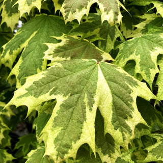 Weißgerandeter Spitz-Ahorn 'Drummondii' (Acer platanoides)