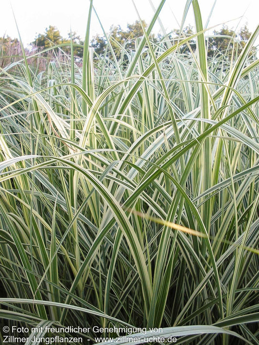 Weißgestreifter Chinaschilf 'Variegatus' (Miscanthus sinensis)