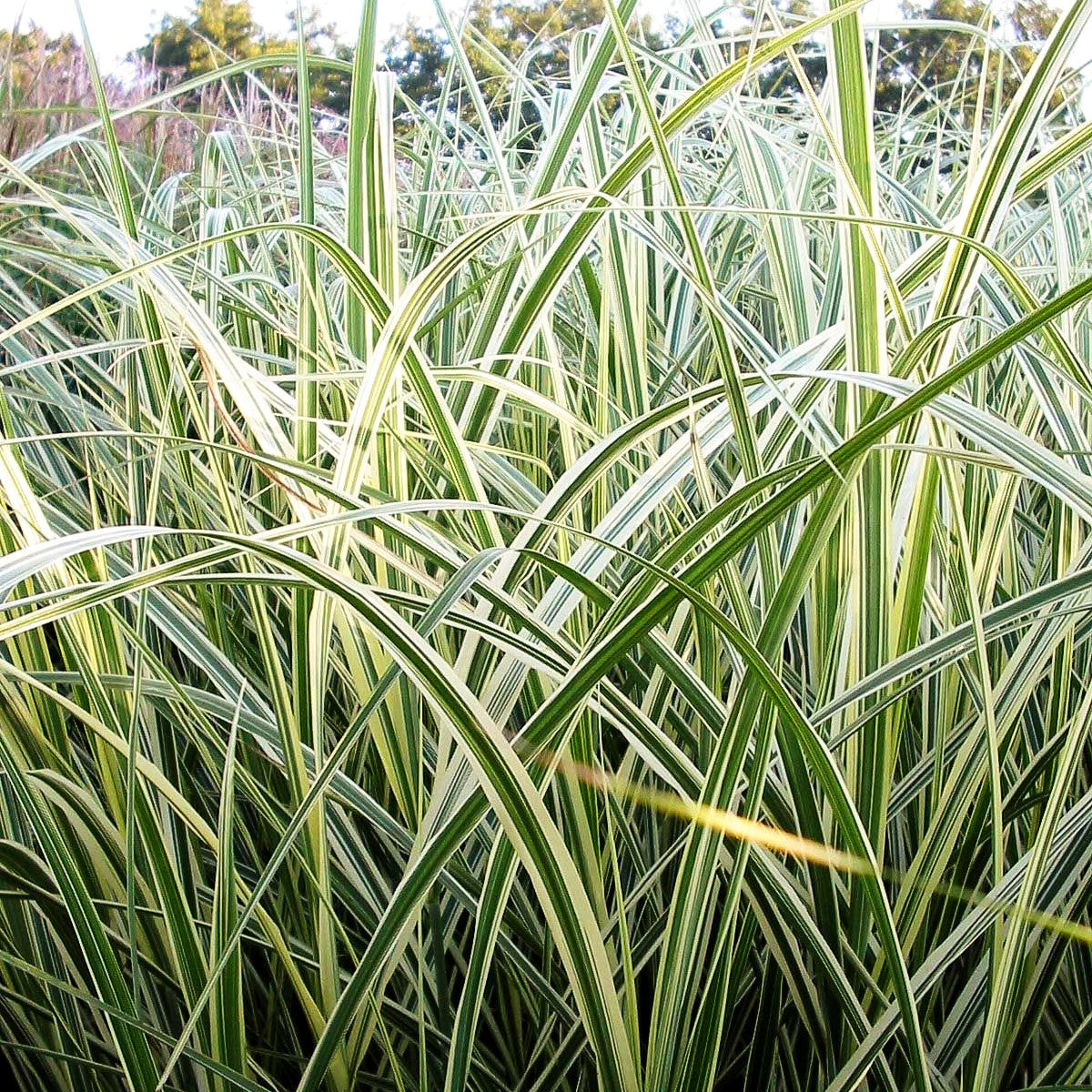 Weißgestreifter Chinaschilf 'Variegatus' (Miscanthus sinensis)