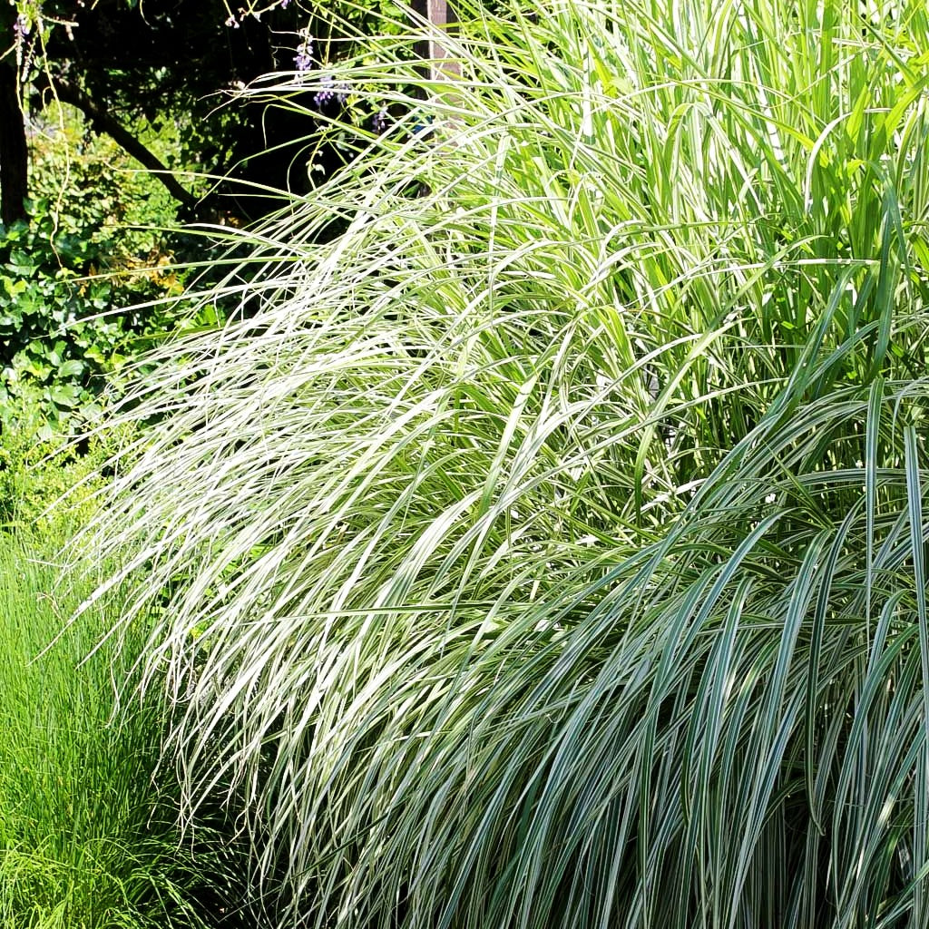 Weißgestreifter Chinaschilf 'Variegatus' (Miscanthus sinensis)