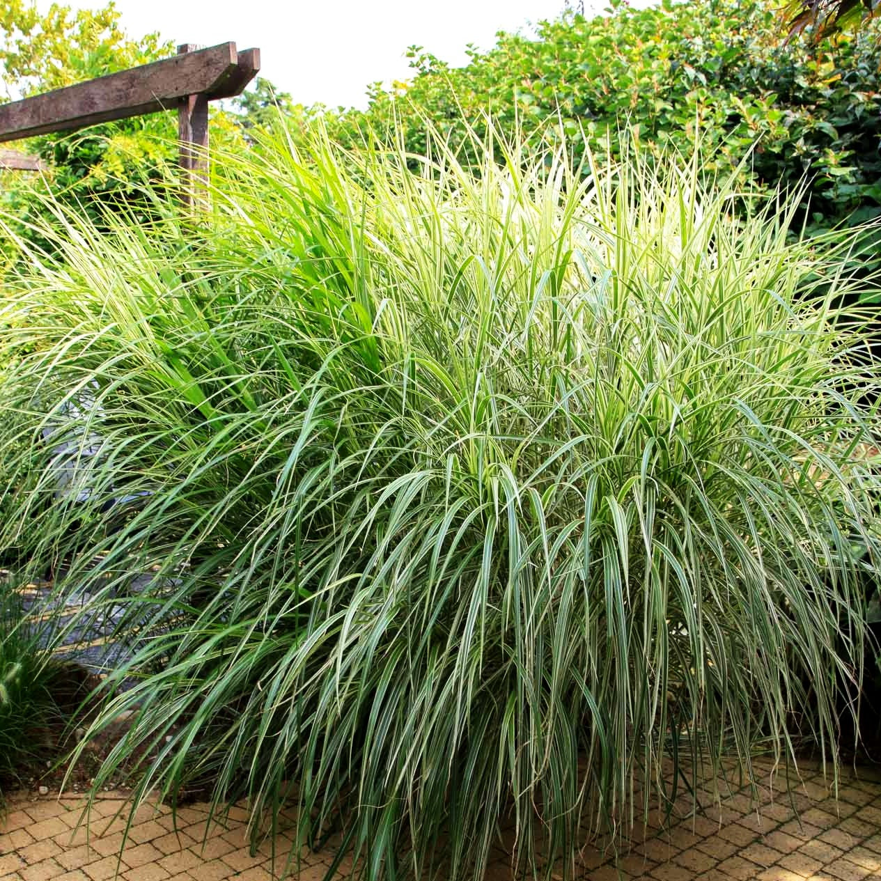 Weißgestreifter Chinaschilf 'Variegatus' (Miscanthus sinensis)