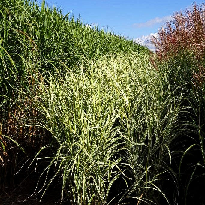 Weißgestreifter Chinaschilf 'Variegatus' (Miscanthus sinensis)