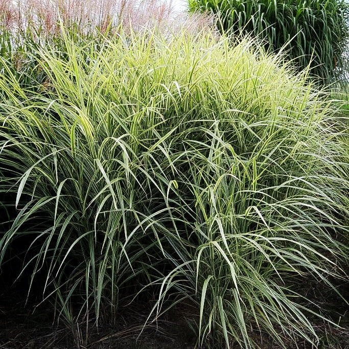 Weißgestreifter Chinaschilf 'Variegatus' (Miscanthus sinensis)