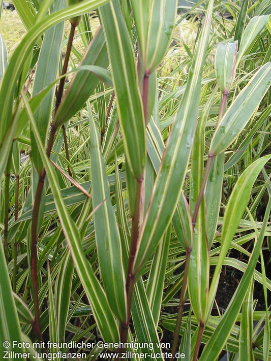 Weißgestreiftes Japangras 'Albostriata' (Hakonechloa macra)