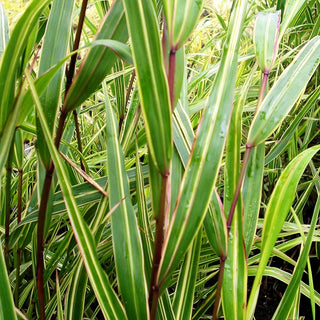 Weißgestreiftes Japangras 'Albostriata' (Hakonechloa macra)