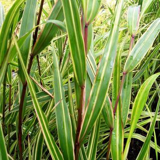 Weißgestreiftes Japangras 'Albostriata' (Hakonechloa macra)