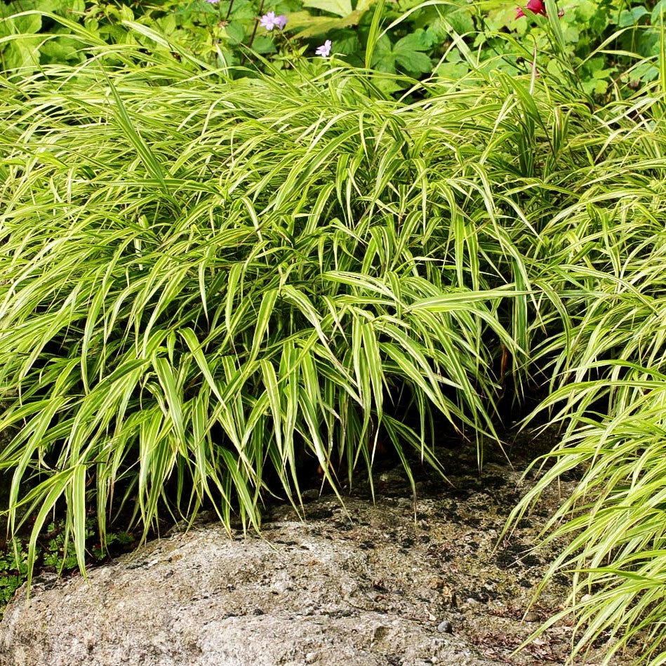 Weißgestreiftes Japangras 'Albostriata' (Hakonechloa macra)