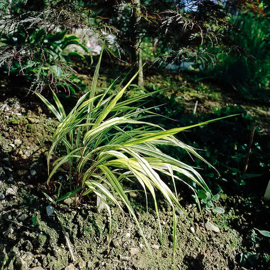Weißgestreiftes Japangras 'Albostriata' (Hakonechloa macra)