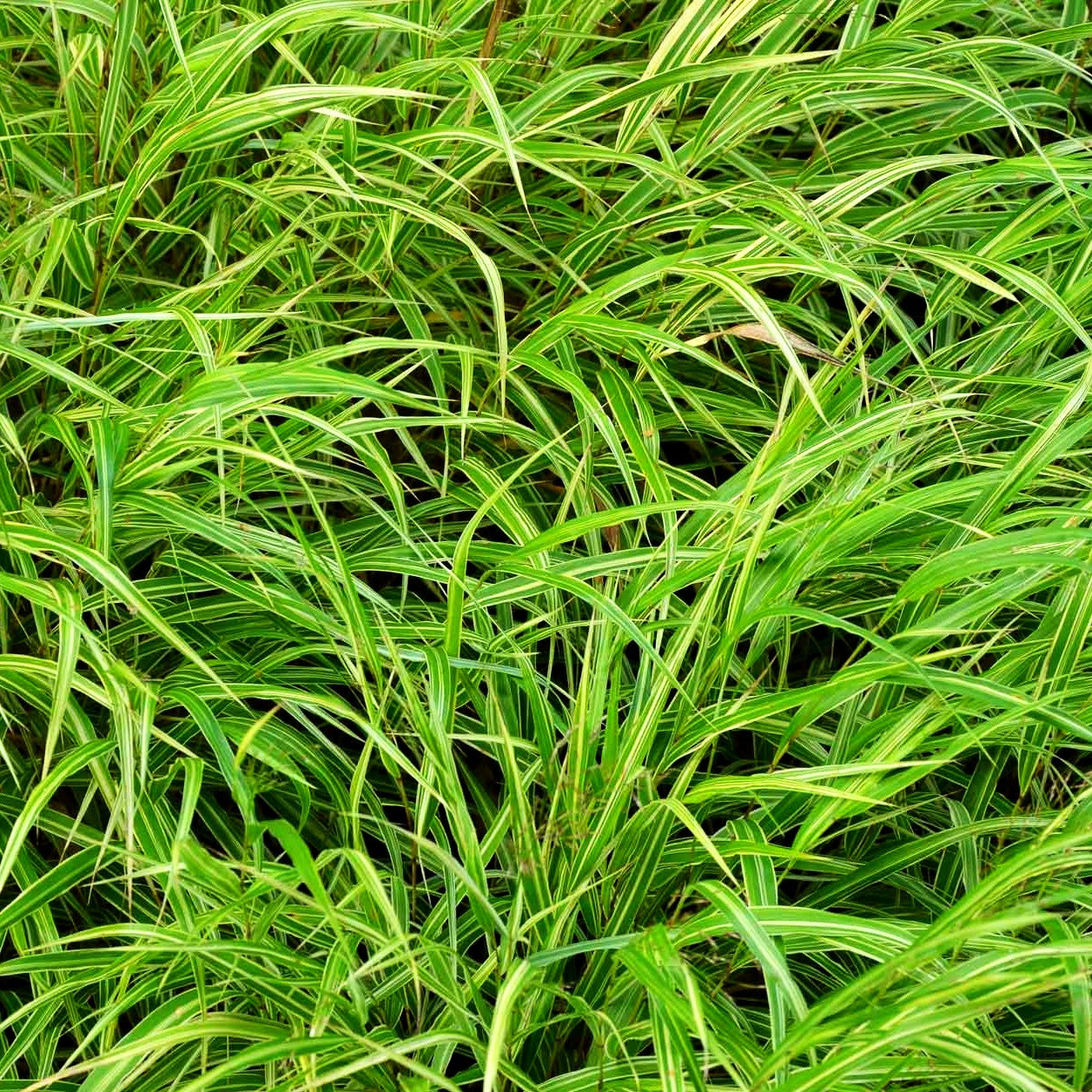 Weißgestreiftes Japangras 'Albostriata' (Hakonechloa macra)