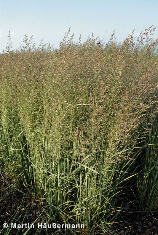 Weißgestreiftes Reitgras 'Overdam' (Calamagrostis x acutiflora)