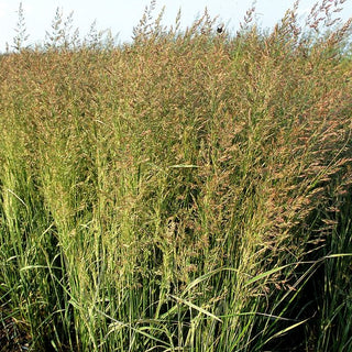 Weißgestreiftes Reitgras 'Overdam' (Calamagrostis x acutiflora)