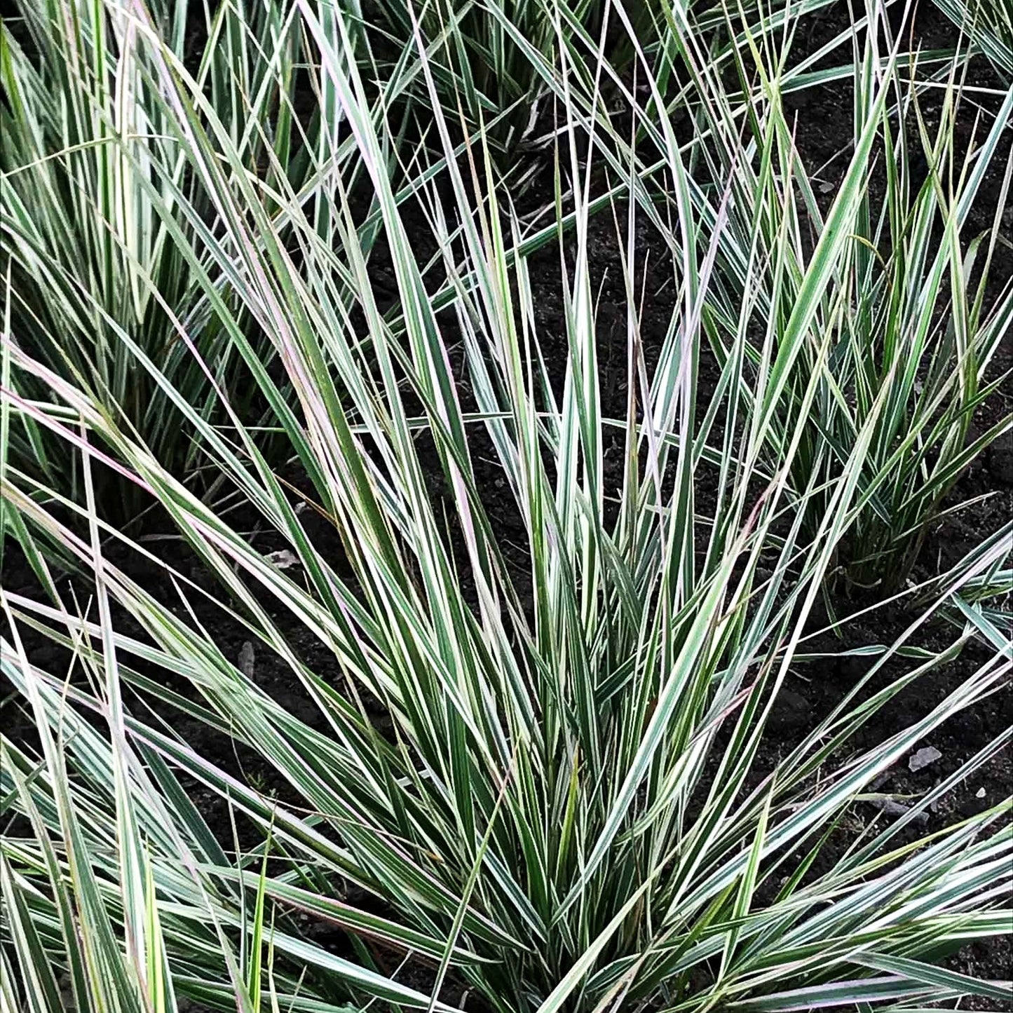 Weißgestreiftes Reitgras 'Overdam' (Calamagrostis x acutiflora)