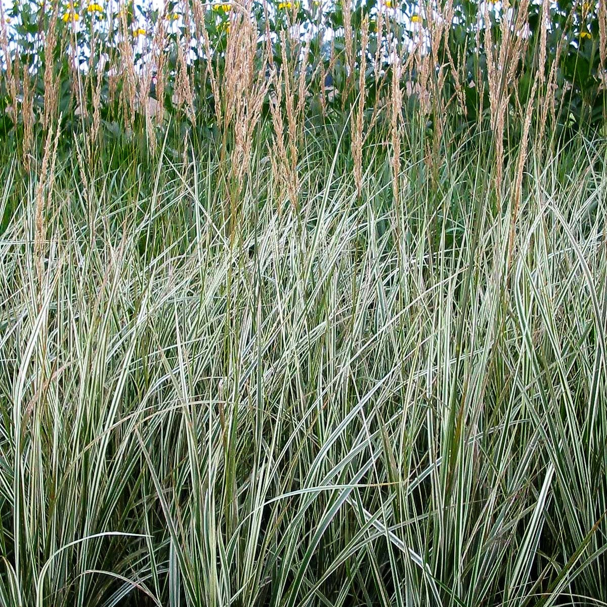 Weißgestreiftes Reitgras 'Overdam' (Calamagrostis x acutiflora)