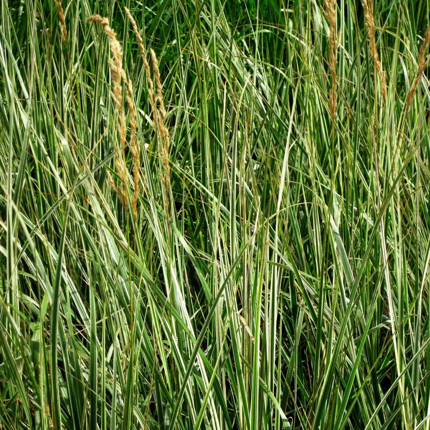 Weißgestreiftes Reitgras 'Overdam' (Calamagrostis x acutiflora)