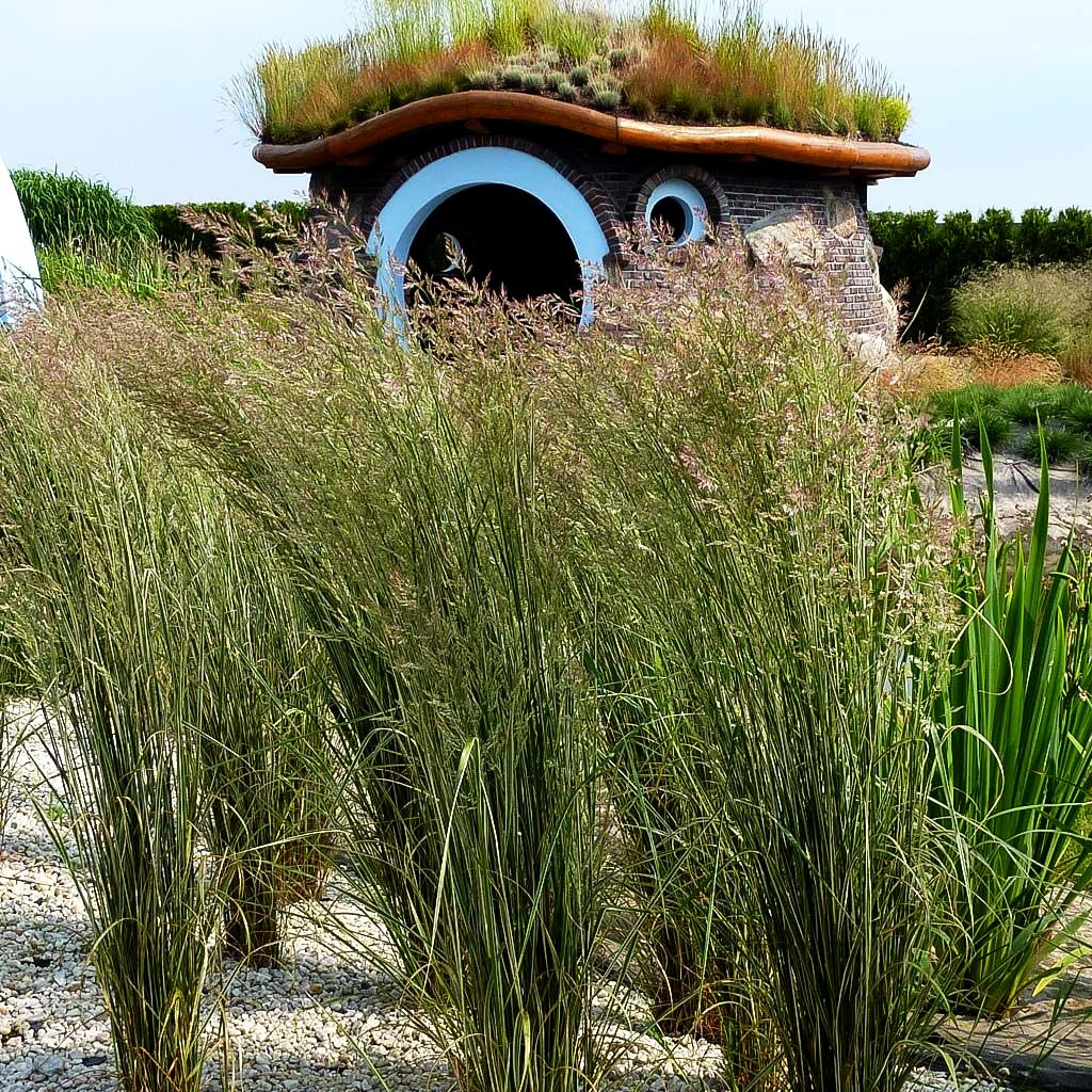 Weißgestreiftes Reitgras 'Overdam' (Calamagrostis x acutiflora)