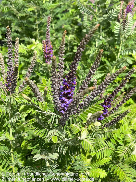 Weißgrauer Bleibusch (Amorpha canescens)