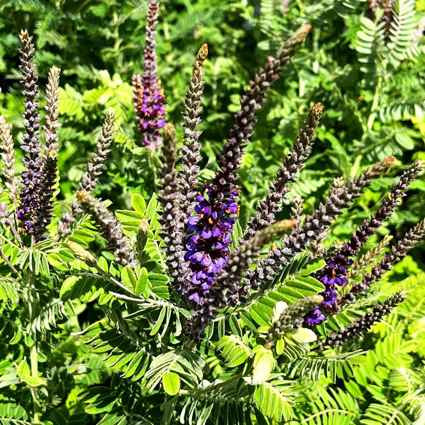 Weißgrauer Bleibusch (Amorpha canescens)
