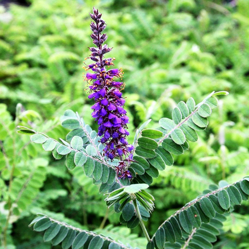 Weißgrauer Bleibusch (Amorpha canescens)