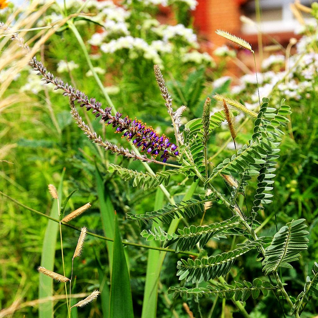Weißgrauer Bleibusch (Amorpha canescens)