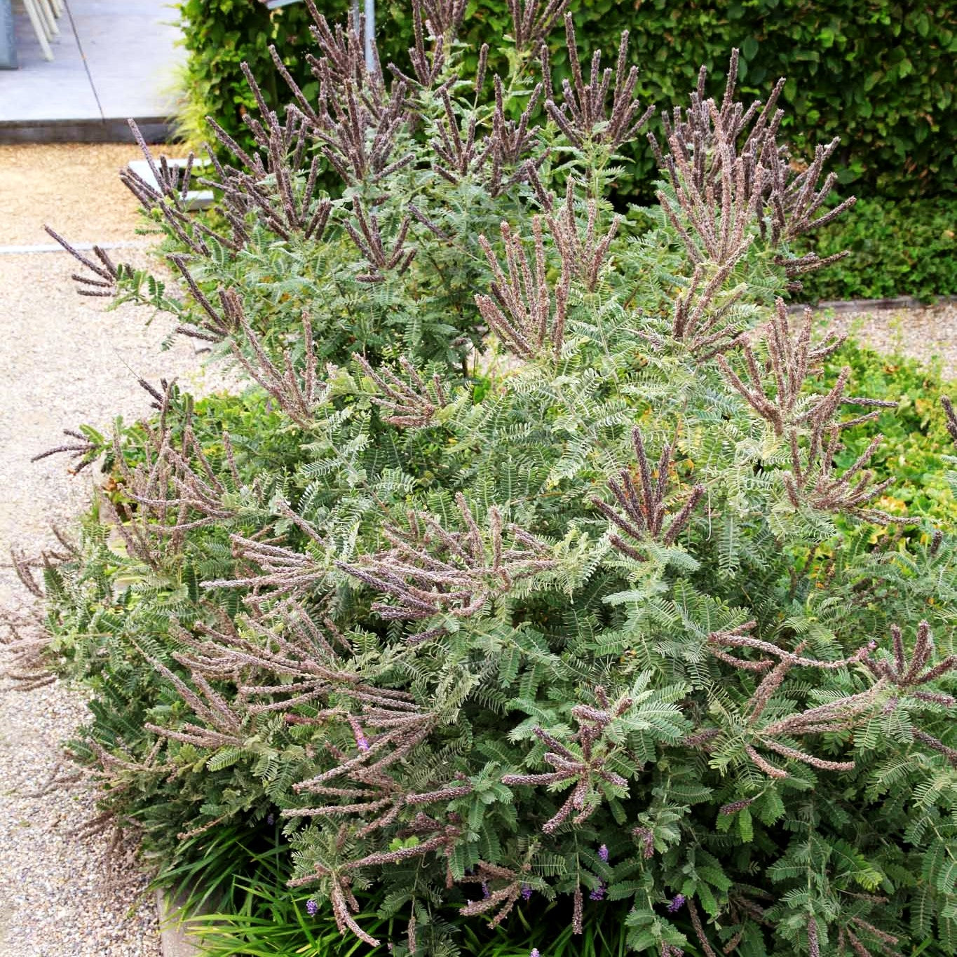 Weißgrauer Bleibusch (Amorpha canescens)
