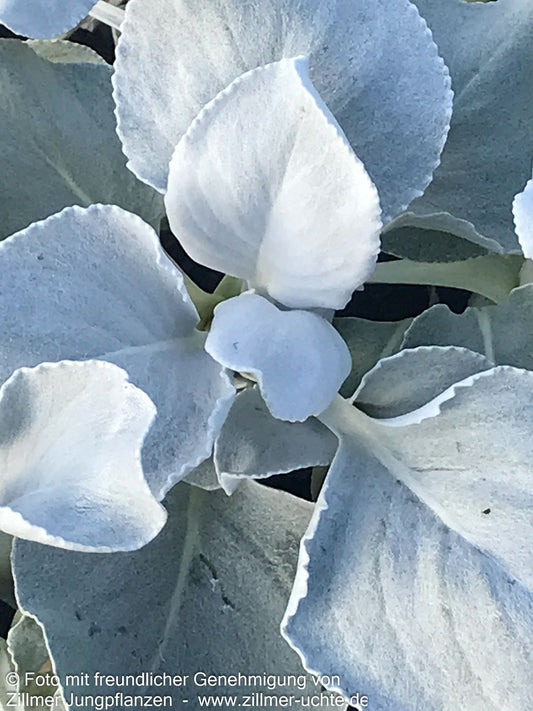 Weißlaubiges Greiskraut 'Angel Wings' (Senecio candicans)