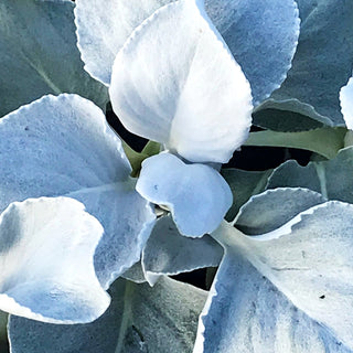 Weißlaubiges Greiskraut 'Angel Wings' (Senecio candicans)