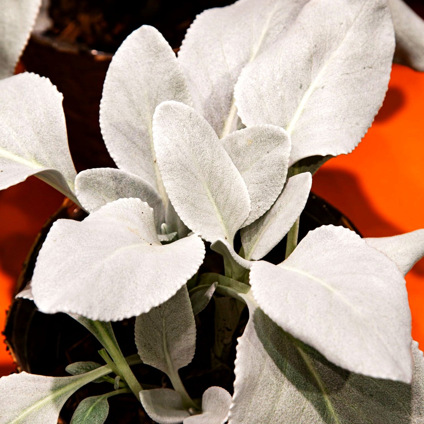 Weißlaubiges Greiskraut 'Angel Wings' (Senecio candicans)