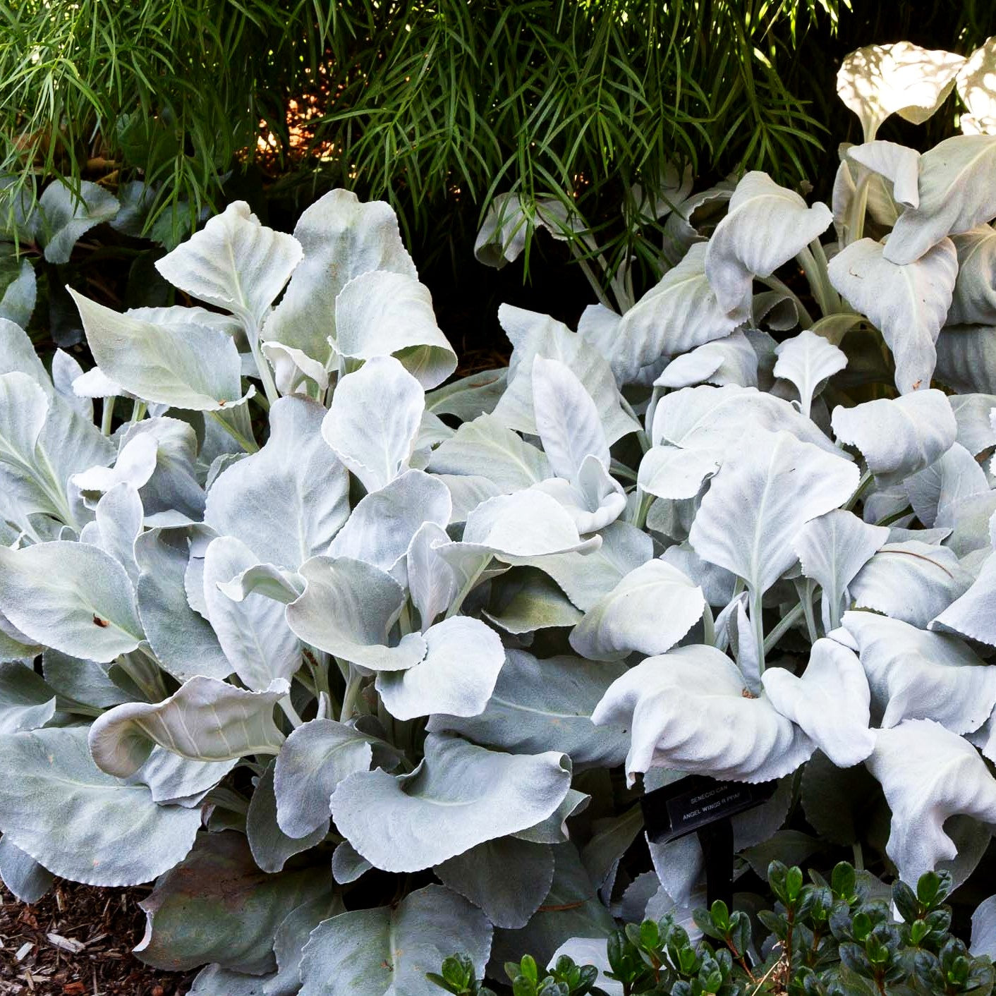Weißlaubiges Greiskraut 'Angel Wings' (Senecio candicans)