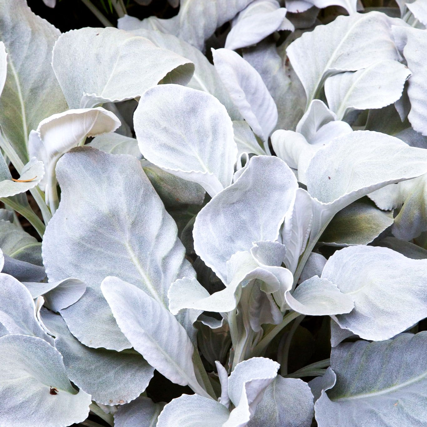 Weißlaubiges Greiskraut 'Angel Wings' (Senecio candicans)