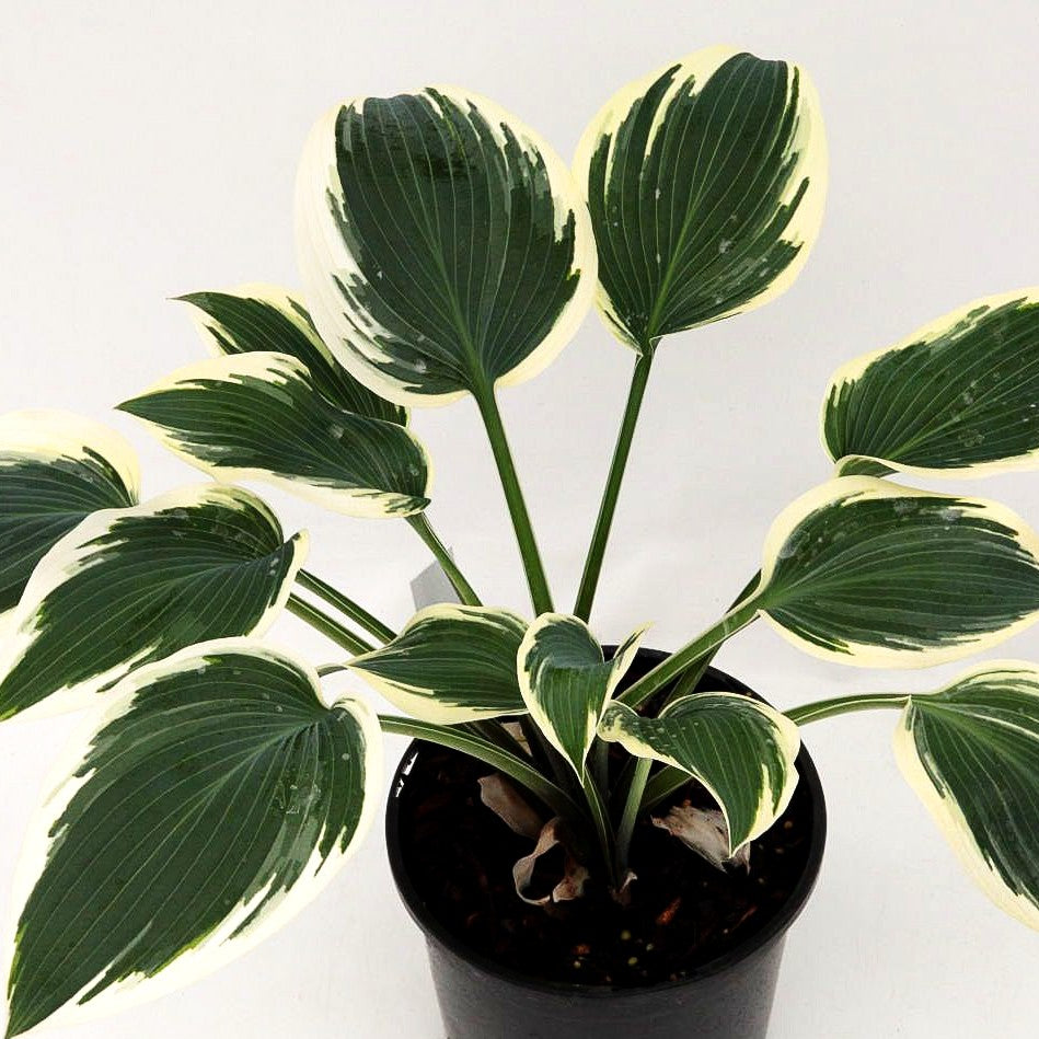 Weißrand-Funkie 'El Nino' (Hosta x tardiana)
