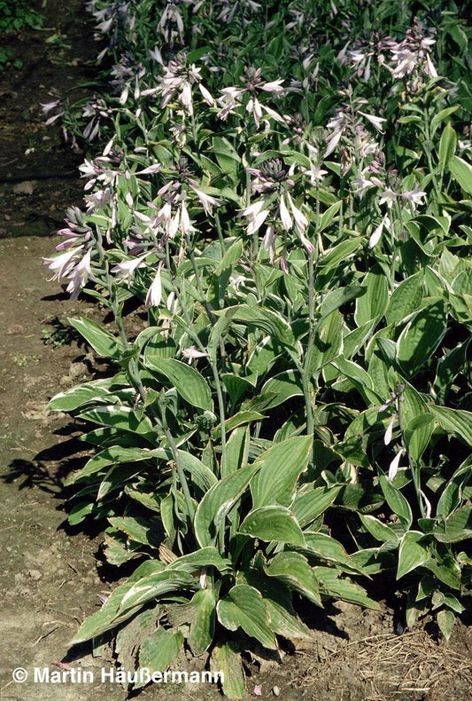 Weißrand-Funkie 'Francee' (Hosta x fortunei)