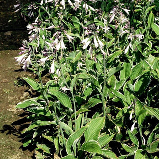 Weißrand-Funkie 'Francee' (Hosta x fortunei)