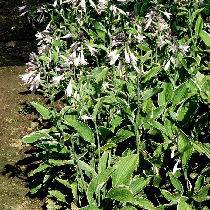 Weißrand-Funkie 'Francee' (Hosta x fortunei)