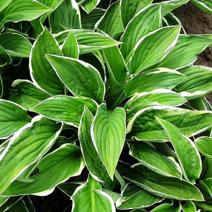 Weißrand-Funkie 'Francee' (Hosta x fortunei)