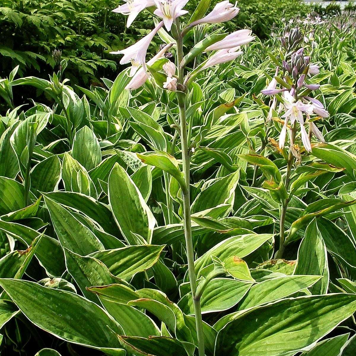 Weißrand-Funkie 'Francee' (Hosta x fortunei)