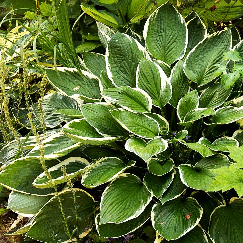 Weißrand-Funkie 'Francee' (Hosta x fortunei)